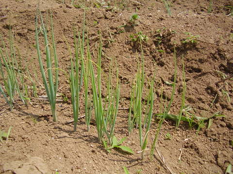 長ネギ の 植え 方 長ネギ の 植え 方