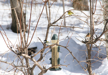 野鳥がくるレストラン_c0152883_8361931.jpg