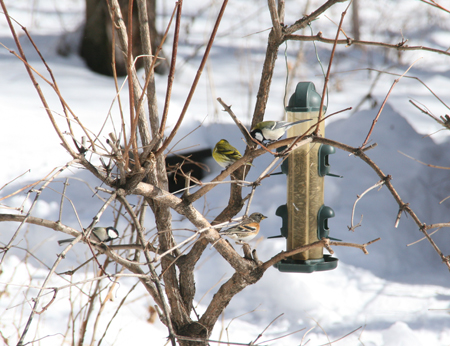 野鳥がくるレストラン_c0152883_8363187.jpg