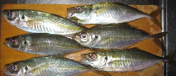 f0003283_7242319.jpg