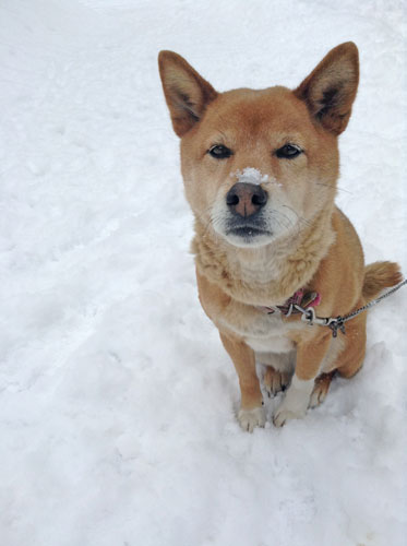 今日も雪降り釜津田です。_f0236291_9222760.jpg