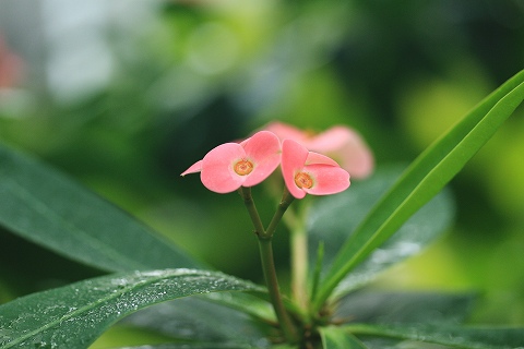 佐野植物園_a0222494_16482315.jpg