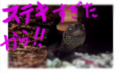 a0205596_21421415.png