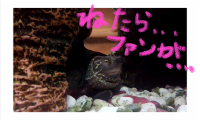 a0205596_21483643.png