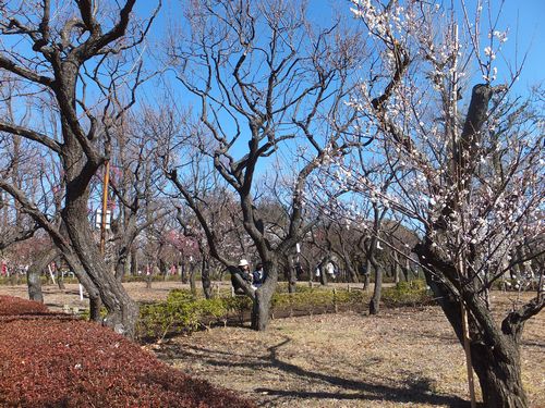  2013年「せたがや梅まつり」開花情報#2 _f0120102_14243741.jpg