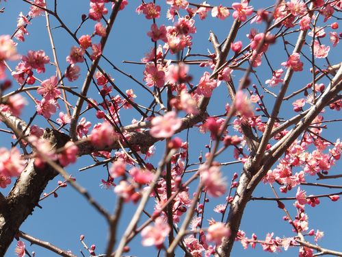  2013年「せたがや梅まつり」開花情報#2 _f0120102_14291268.jpg