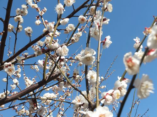  2013年「せたがや梅まつり」開花情報#2 _f0120102_14303918.jpg