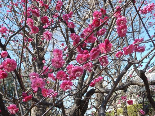  2013年「せたがや梅まつり」開花情報#2 _f0120102_14305331.jpg