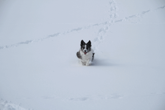 b0192121_17382569.gif