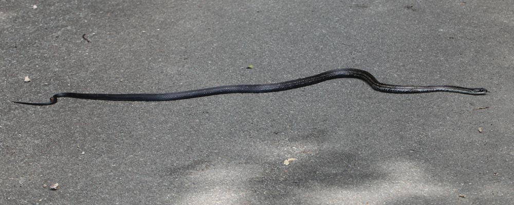 アオダイショウ カラスヘビ シマヘビ黒化型 三重野生生物談話会bbsブログ 動物編 アオダイショウ カラスヘビ シマヘビ黒化型 三重野生生物談話会bbsブログ 動物編