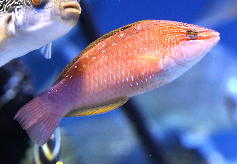 ホシササノハベラ Pseudolabrus Sieboldi 鳥平の自然だより 動物編