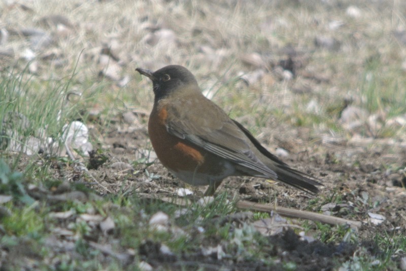 f0171028_20135056.jpg