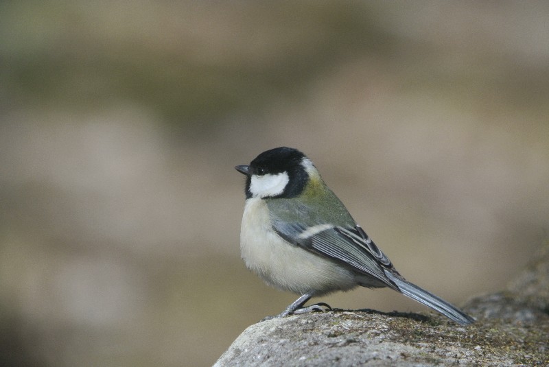 f0171028_2085100.jpg