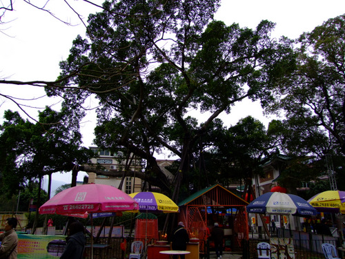「香港・旧正月　元旦の朝と林村（ラムチュン）の祈願樹」_a0000029_12581236.jpg