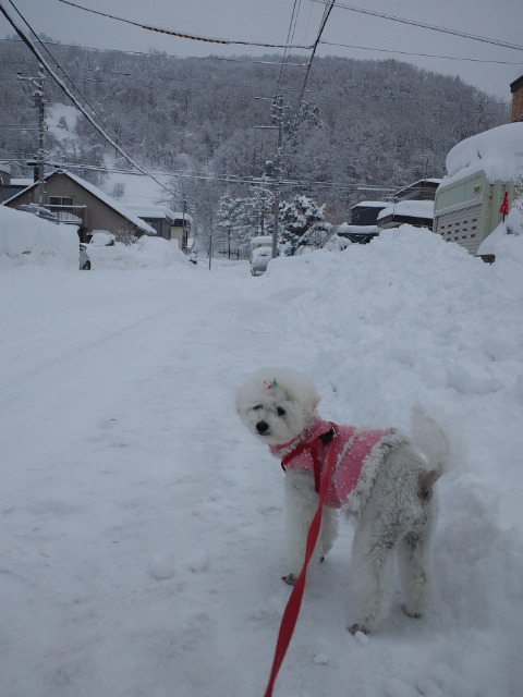 雪祭りが終わったら♪_c0117239_9595627.jpg