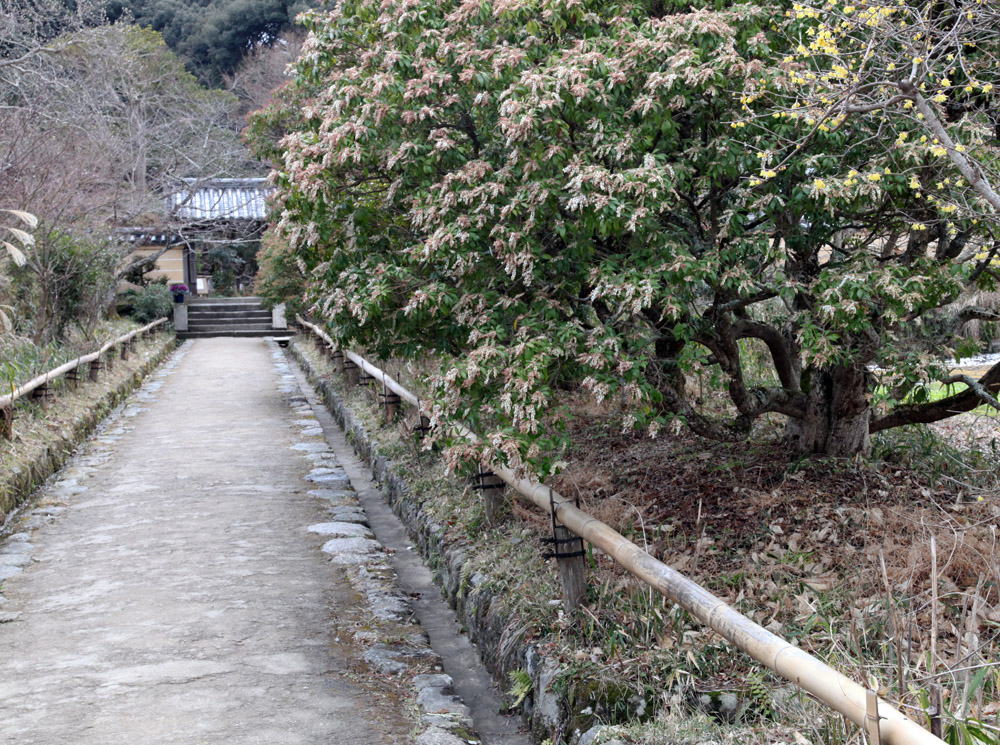 浄瑠璃寺　南天　馬酔木（あせび）_c0108146_2215812.jpg