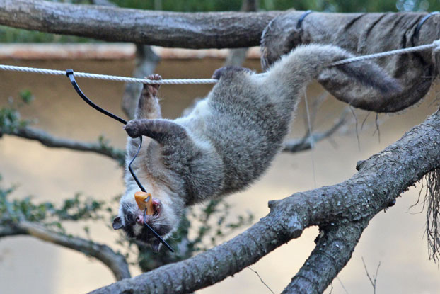 ハクビシン　剥製（テン？） ハクビシン 剥製（テン？） 【公式通販】
