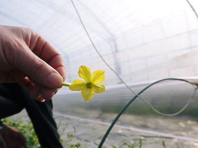 夢スイカ(小玉)「ひとりじめEX」の芽カギ~交配作業 その2_a0254656_1154234.jpg