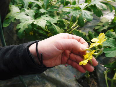 夢スイカ(小玉)「ひとりじめEX」の芽カギ~交配作業 その2_a0254656_11565389.jpg