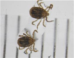 山ダニに注意 K2 Hair へようこそ 近江八幡 美容室 美容院