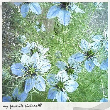 ドライフラワーにできる花を植えて育ててリースを作ってみませんか 神戸発 すこっぷガーデン便り