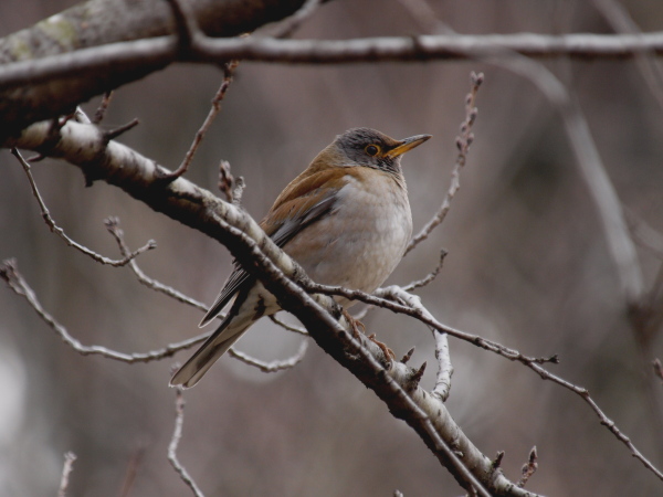 秋ヶ瀬公園の近況　　　　_f0208666_13274188.jpg