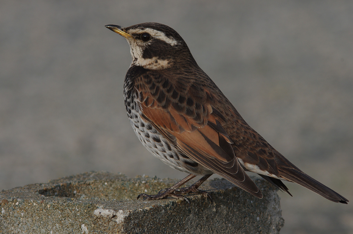 消えたツグミ科 鳥とかヒコーキとか