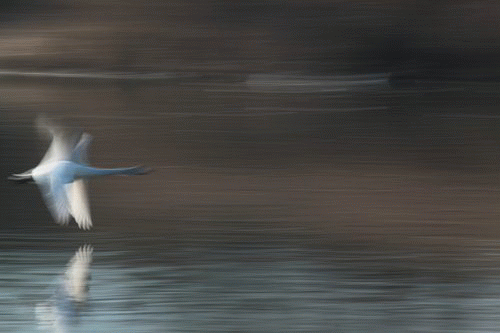 e0027083_1059468.gif