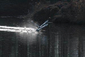 e0027083_110107.gif