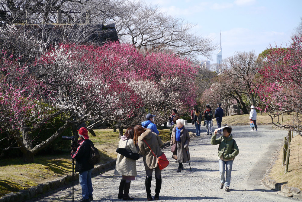 舞鶴公園便り　-11-_c0235188_16584513.jpg