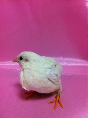 姫ウズラ 販売 ひまわり