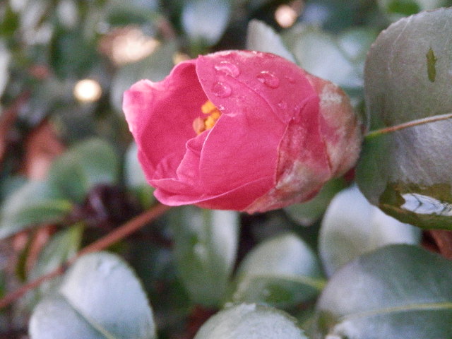 a0275492_42416.jpg