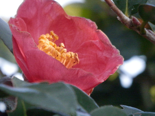 a0275492_426047.jpg