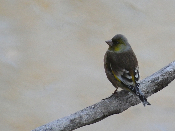 オオカワラヒワ（大河原鶸）/Oriental Greenfinch, Subspecies Kawarahiba_a0223993_2353652.jpg