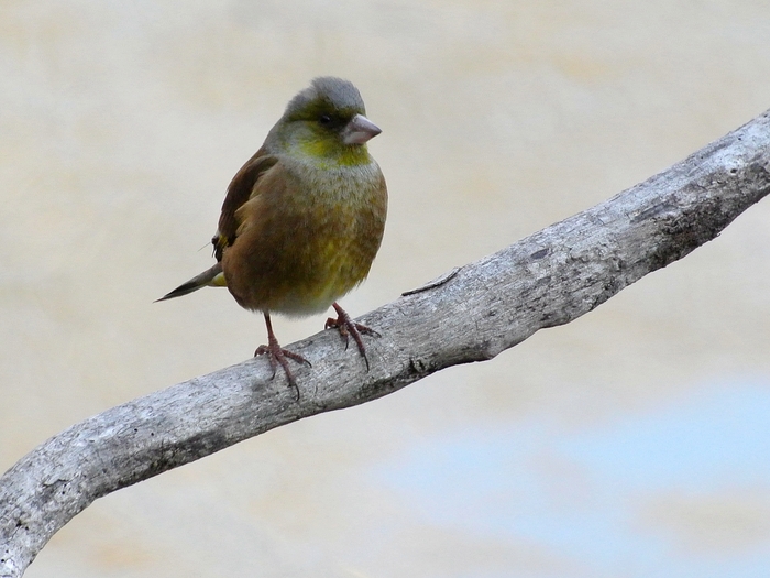 オオカワラヒワ（大河原鶸）/Oriental Greenfinch, Subspecies Kawarahiba_a0223993_2362110.jpg