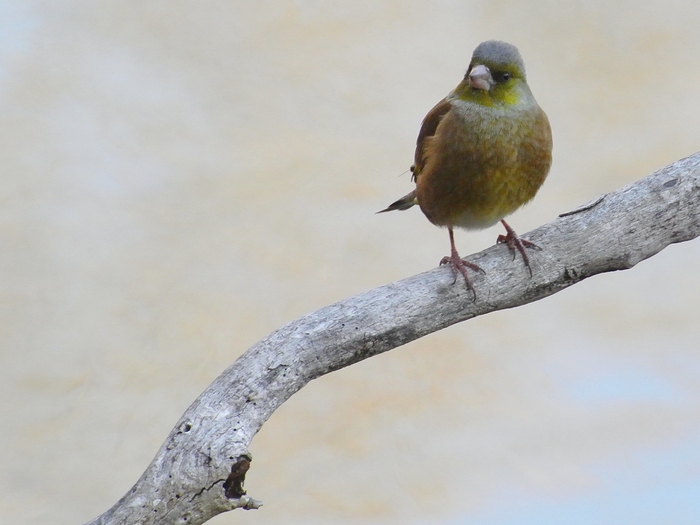 オオカワラヒワ（大河原鶸）/Oriental Greenfinch, Subspecies Kawarahiba_a0223993_2362755.jpg