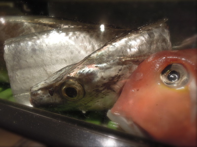 太刀魚_f0232994_2285717.jpg