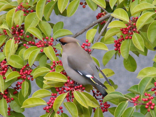 a0206496_429375.jpg