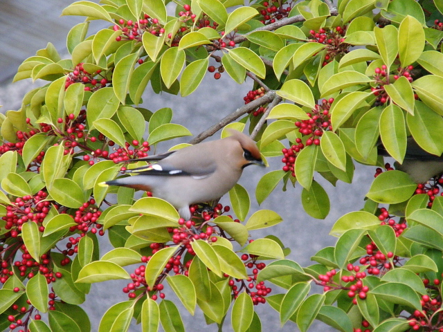 a0206496_430736.jpg
