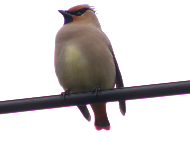 a0206496_438796.jpg