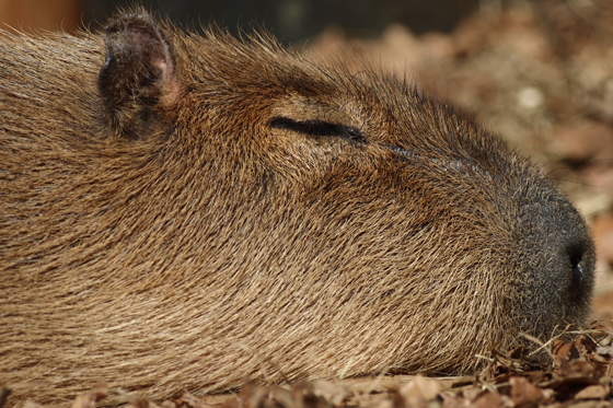 動物園ハイキング_b0016600_20361230.jpg