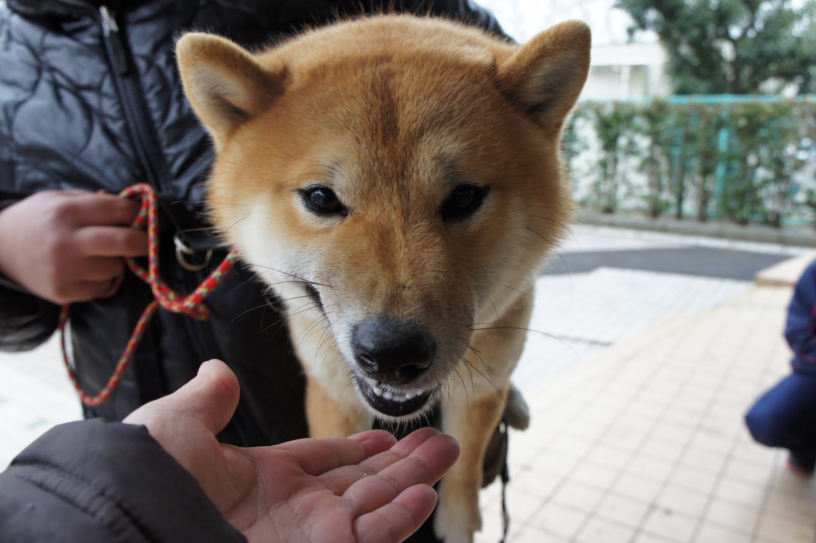 ２月１５日お散歩報告♪_a0285205_2228390.jpg