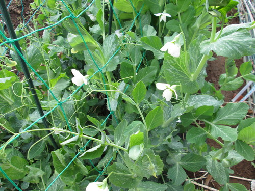 スナップエンドウとサヤエンドウの花 農天気日記 スナップエンドウとサヤエンドウの花 農天気日記