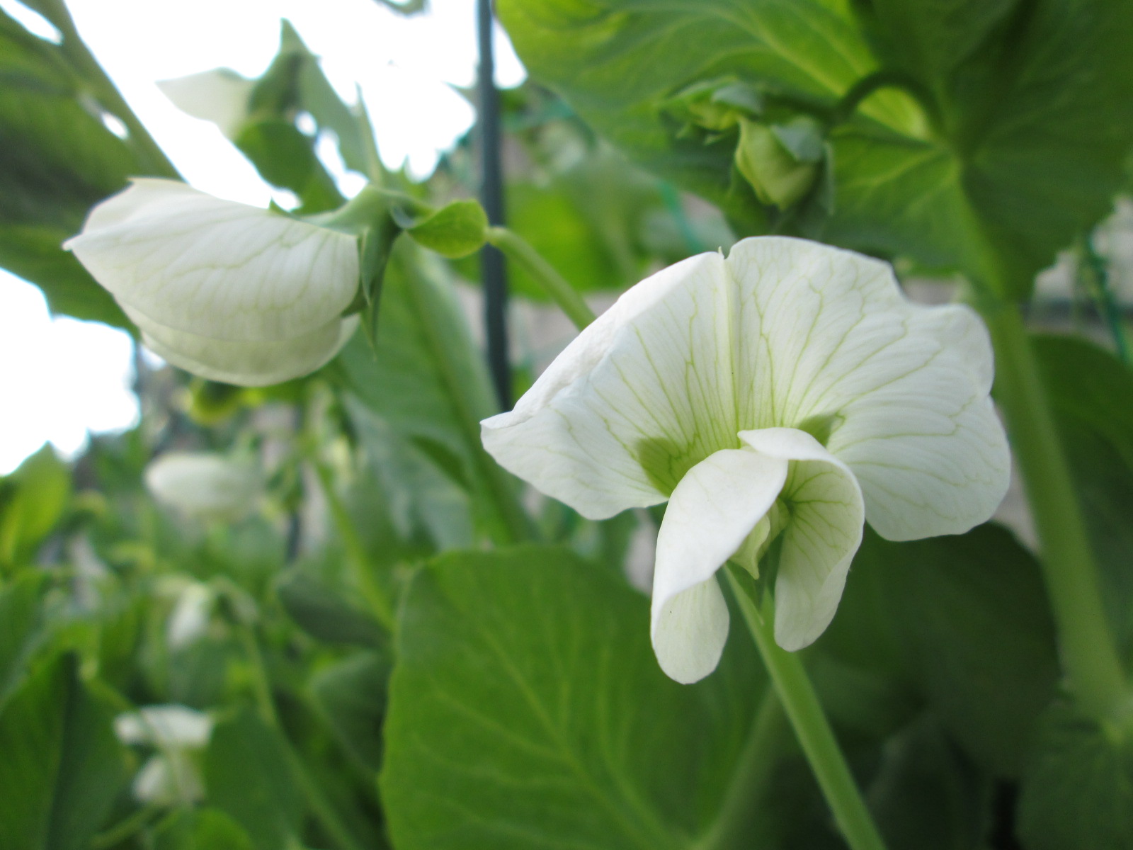 スナップエンドウとサヤエンドウの花 農天気日記