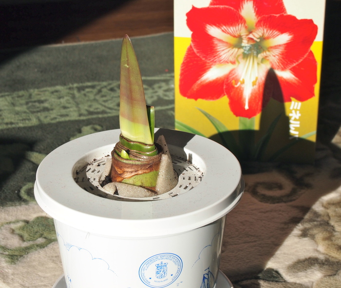 アマリリスの鉢植え るーちゃん日々雑感 アマリリスの鉢植え るーちゃん日々雑感