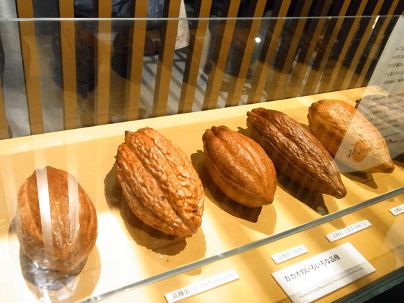 カカオの歴史を学びに科学博物館の「チョコレート展」に行ってきました。　（記：藤本　洋子）_a0195310_16551677.jpg