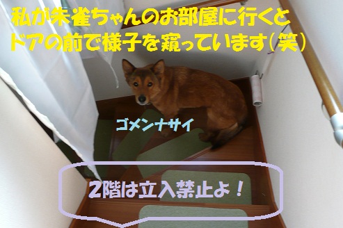ギブソン君、今日の篠崎いぬ親会に参加します♪_f0121712_6331161.jpg