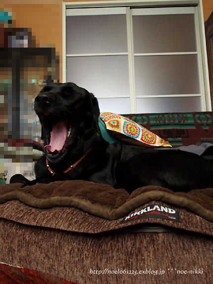 DOG BED_c0268329_12265265.jpg