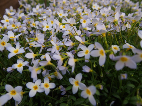 鉢植えのお花たち_c0103830_15543615.jpg