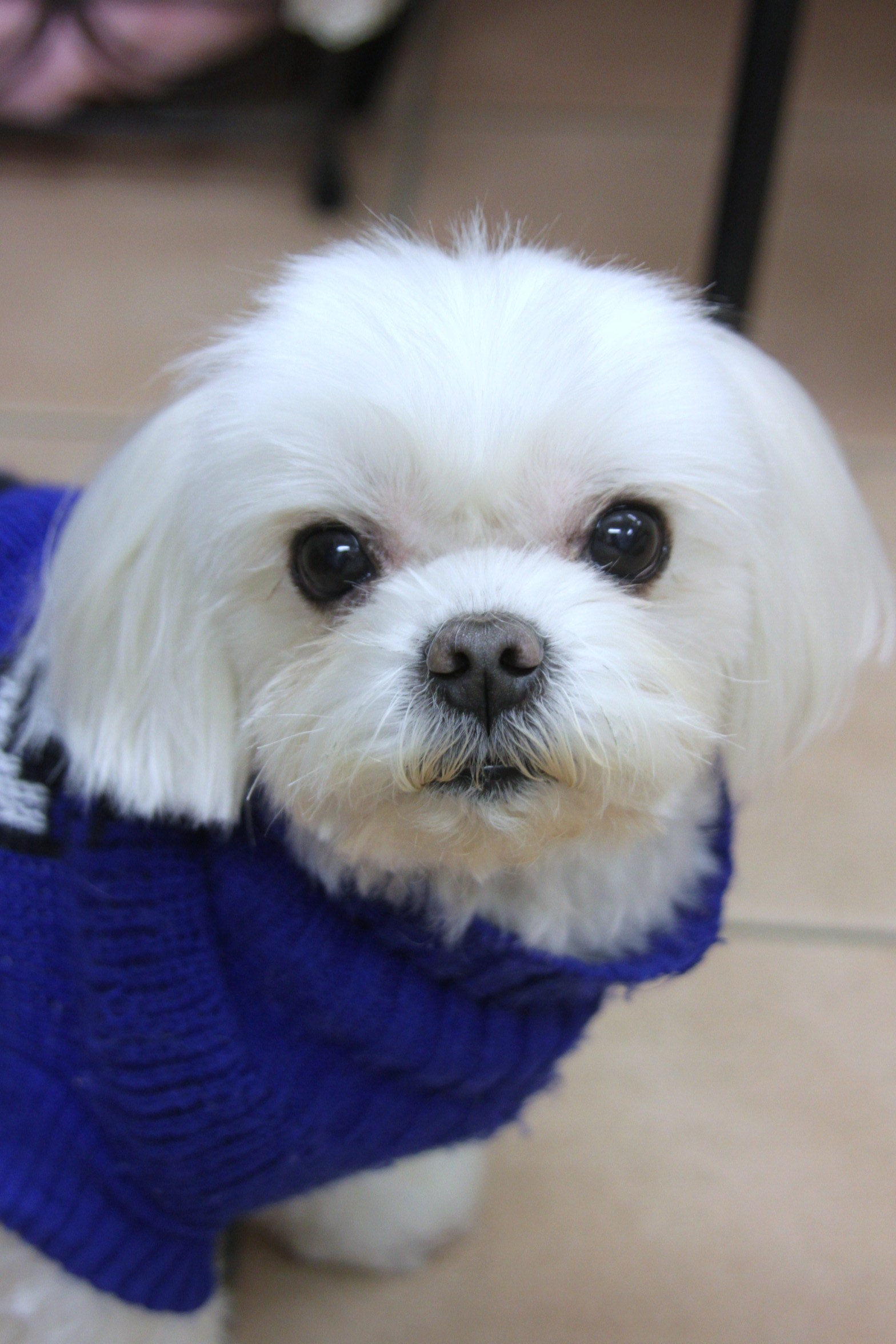 マルチーズ チョロ君 ビションフリーゼ キュ ちゃんの巻 Dogsalon Mahalo マルチーズ チョロ君 ビションフリーゼ キュ ちゃんの巻 Dogsalon Mahalo